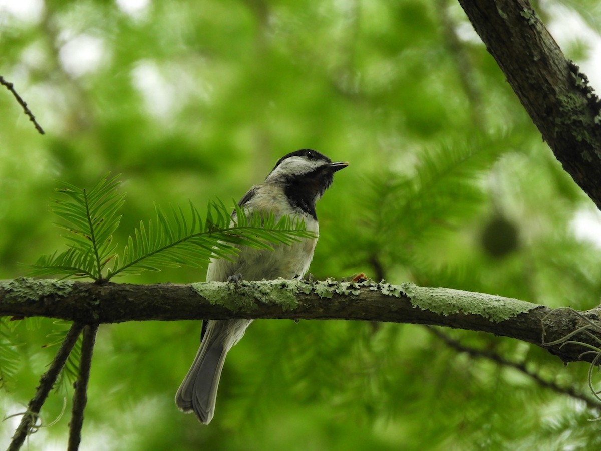 Carolina Chickadee - ML109053901