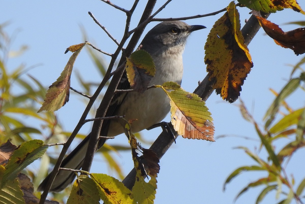 Northern Mockingbird - ML109055781