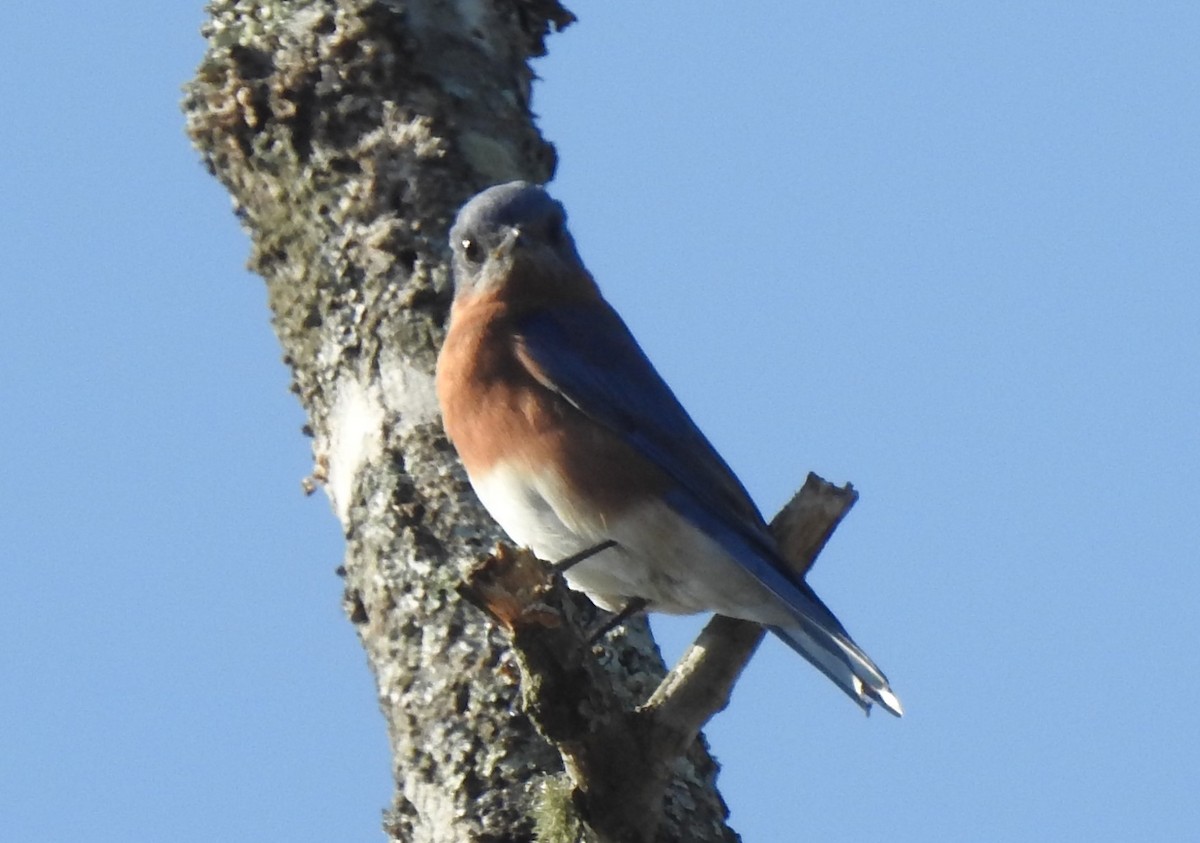 Eastern Bluebird - ML109055831