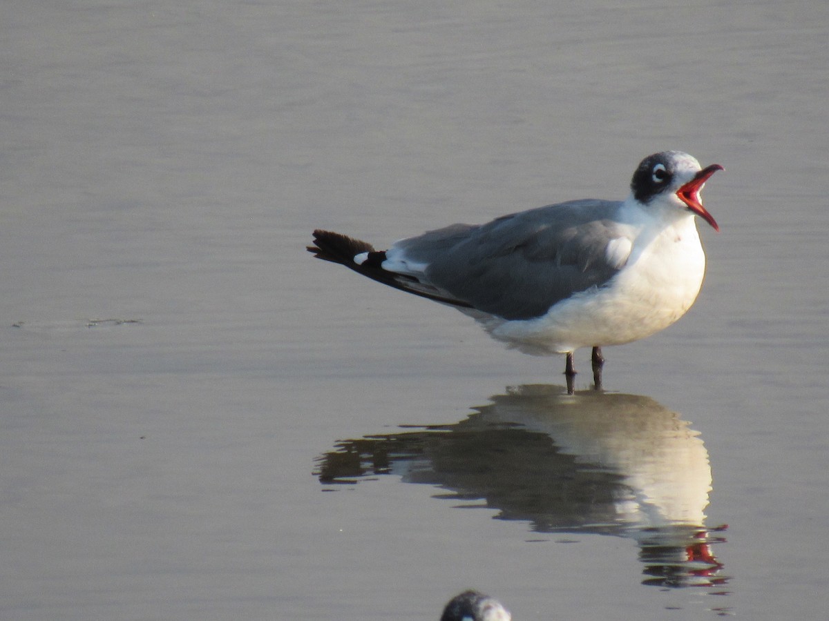 Franklin's Gull - Kyle Clements