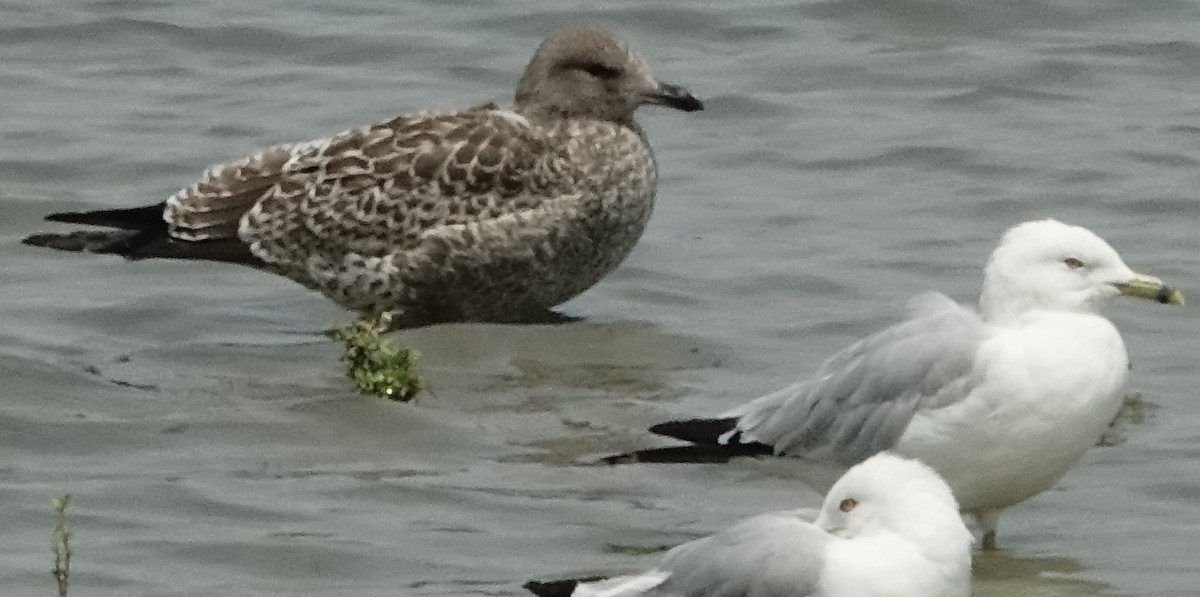 California Gull - ML109057201