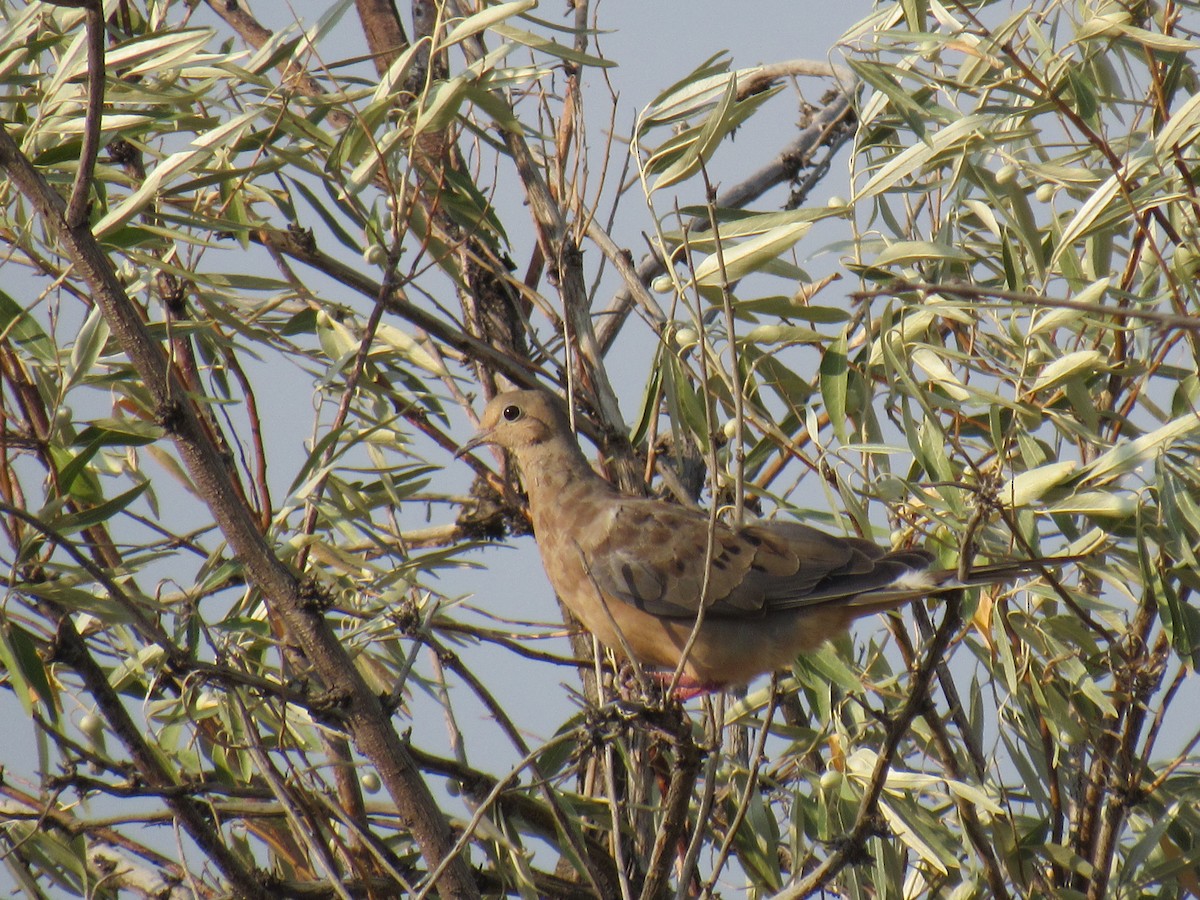 Mourning Dove - ML109057531