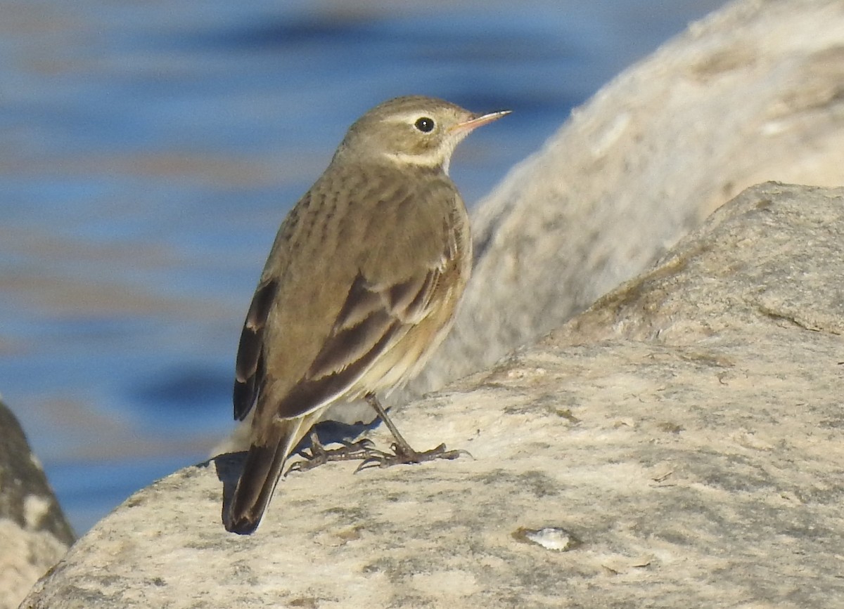 Pipit d'Amérique - ML109057801