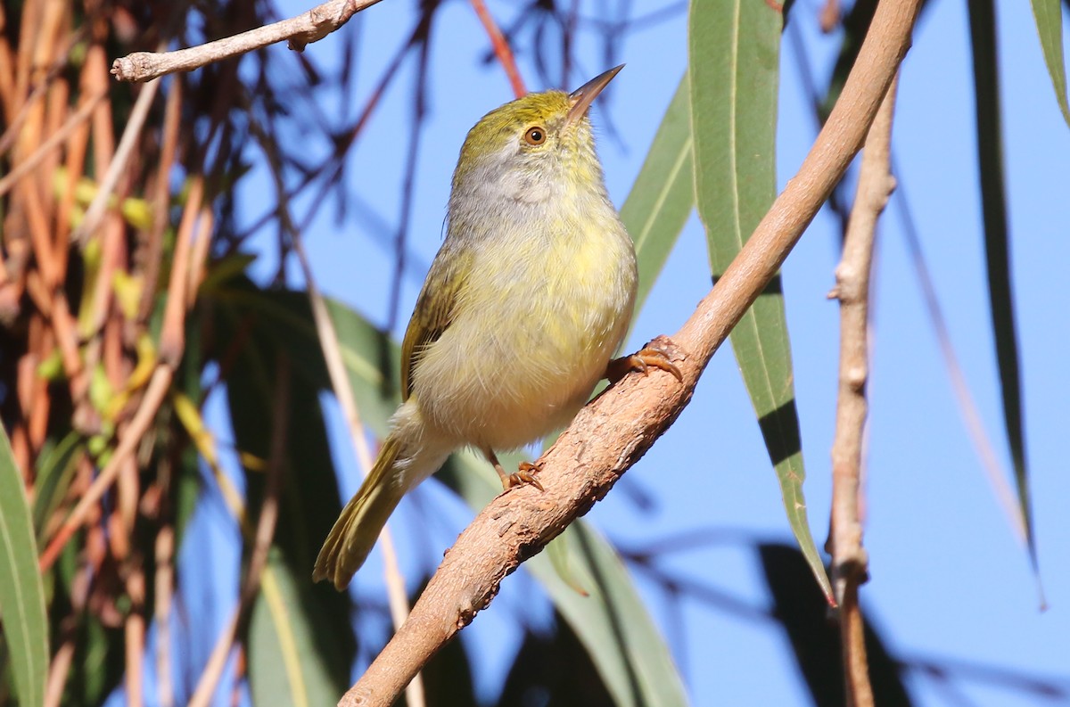 Common Jery - Kathleen Keef