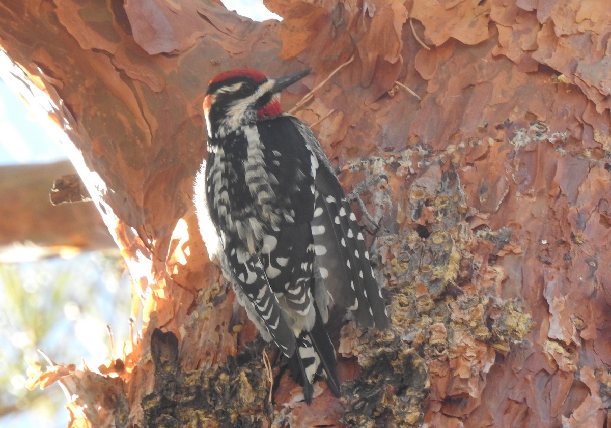 Red-naped Sapsucker - ML109062571