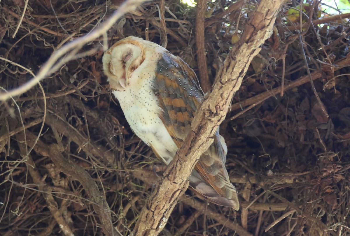 Barn Owl - Kathleen Keef