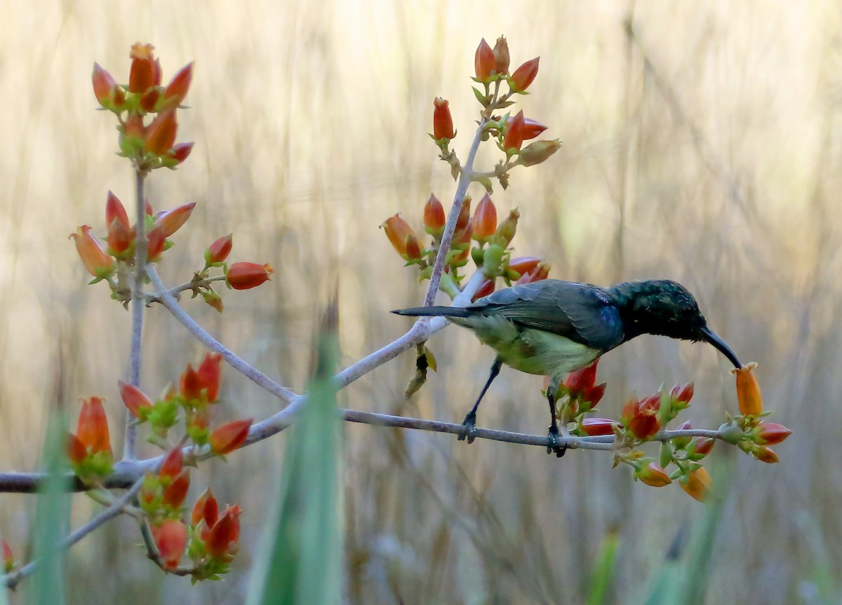 Souimanga Sunbird - ML109062721