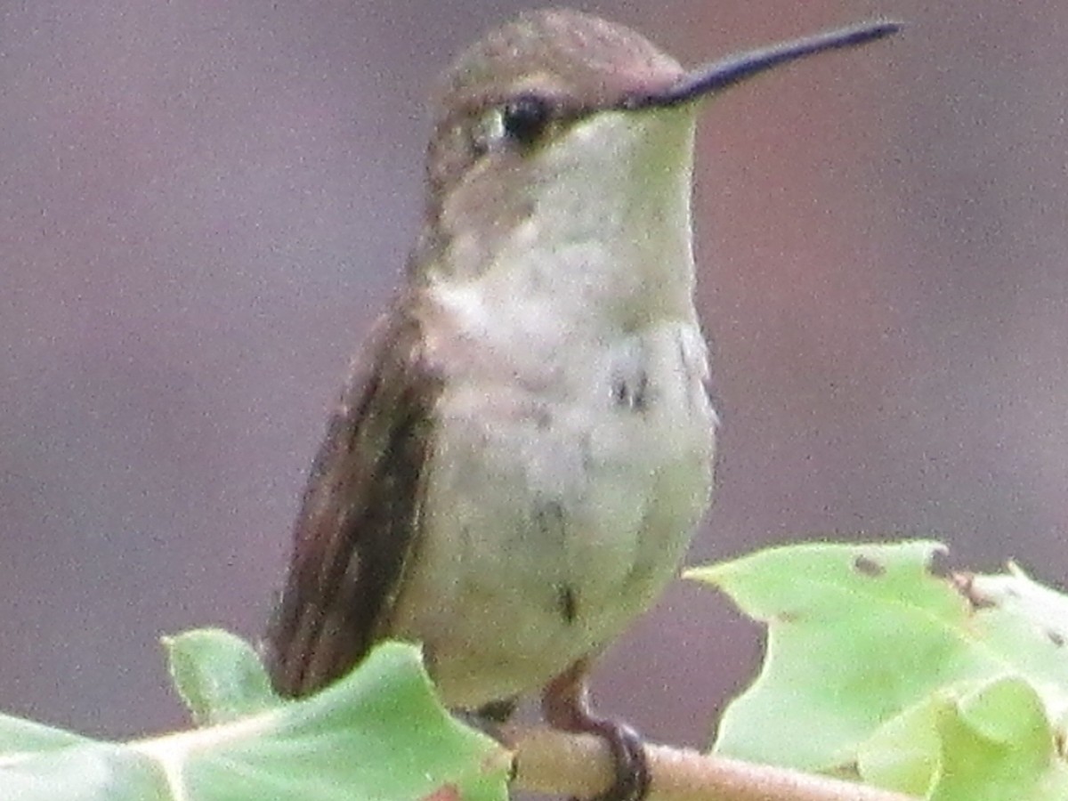 Ruby-throated Hummingbird - ML109069991