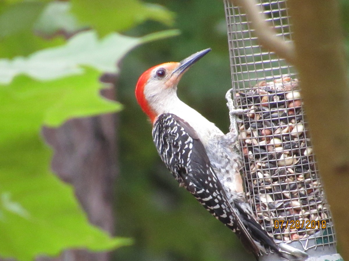 Red-bellied Woodpecker - ML109070361