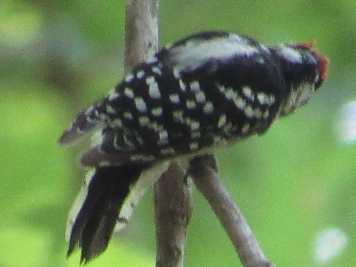 Downy Woodpecker - ML109070561