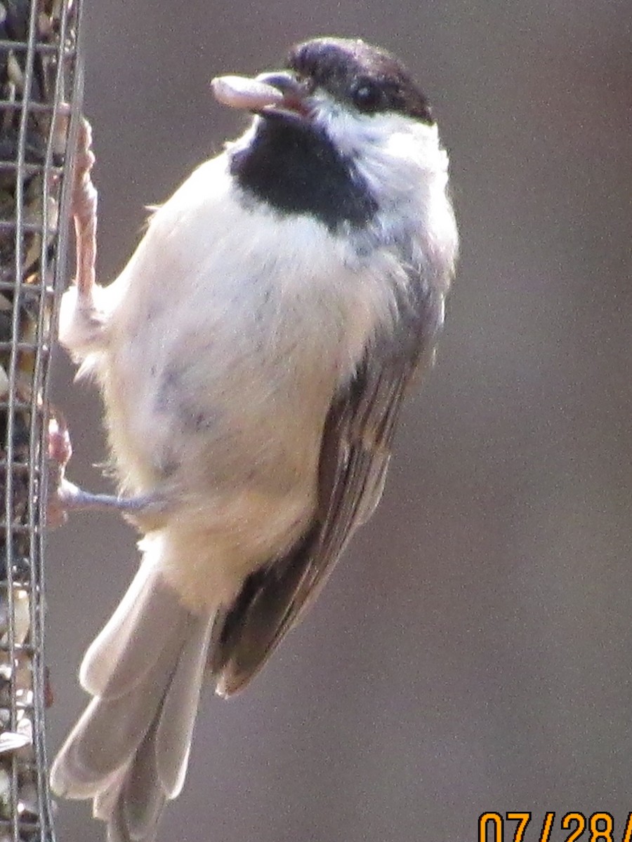 Carolina Chickadee - ML109070831