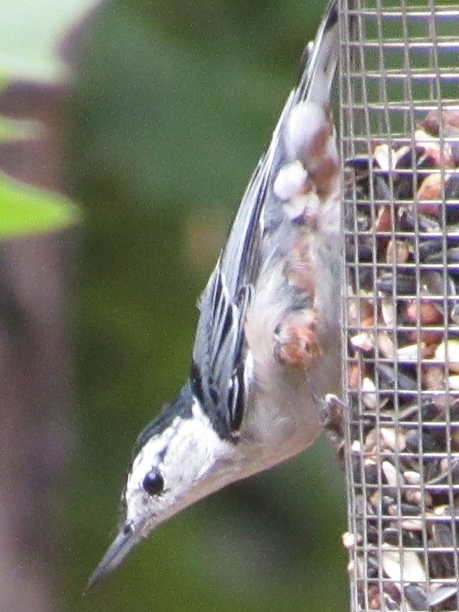 White-breasted Nuthatch - ML109070911