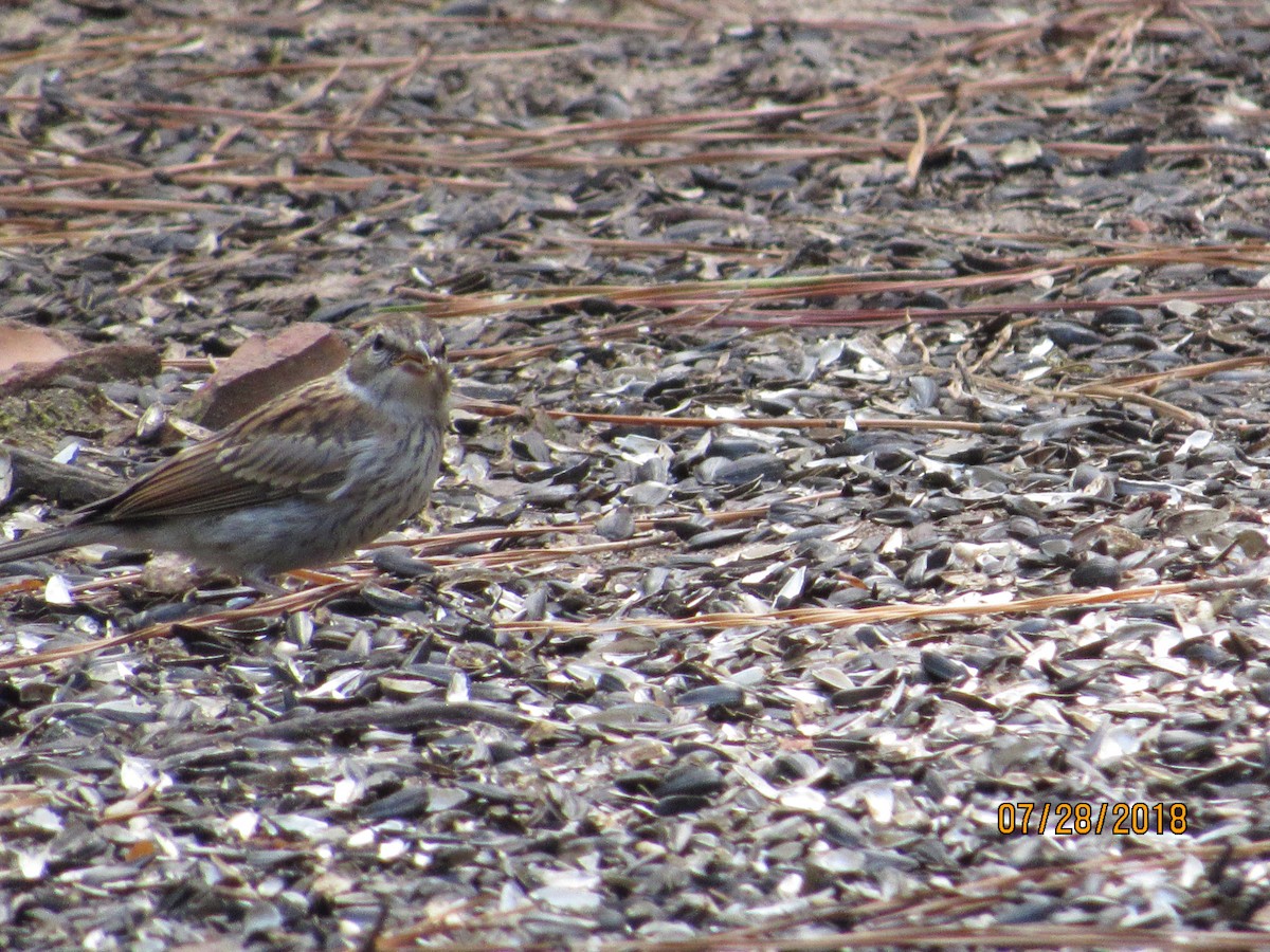 Chipping Sparrow - ML109071201