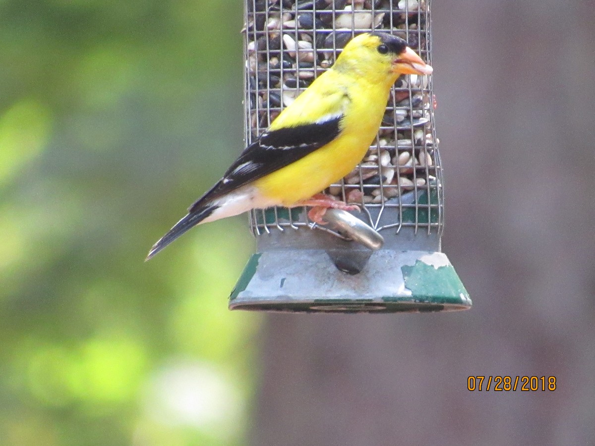 American Goldfinch - ML109071421
