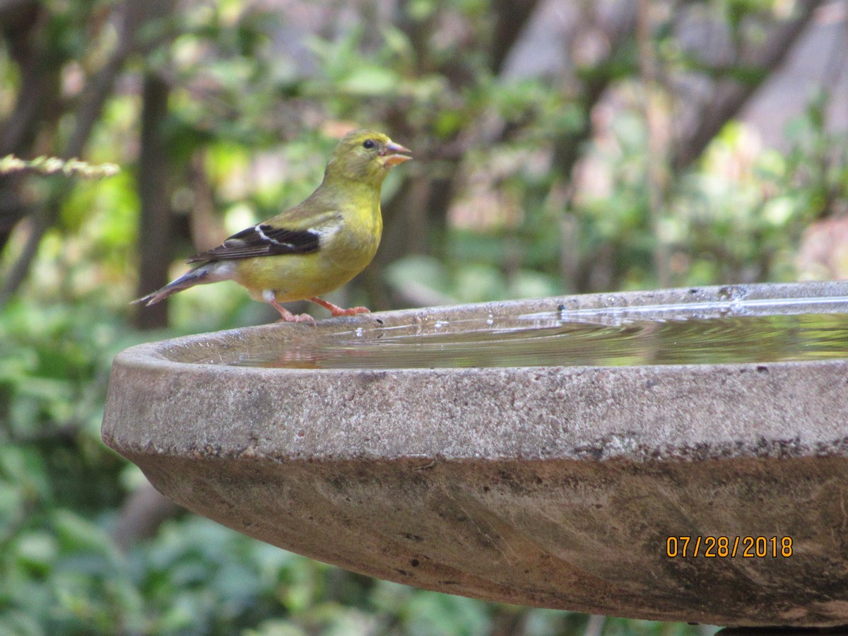American Goldfinch - ML109071471