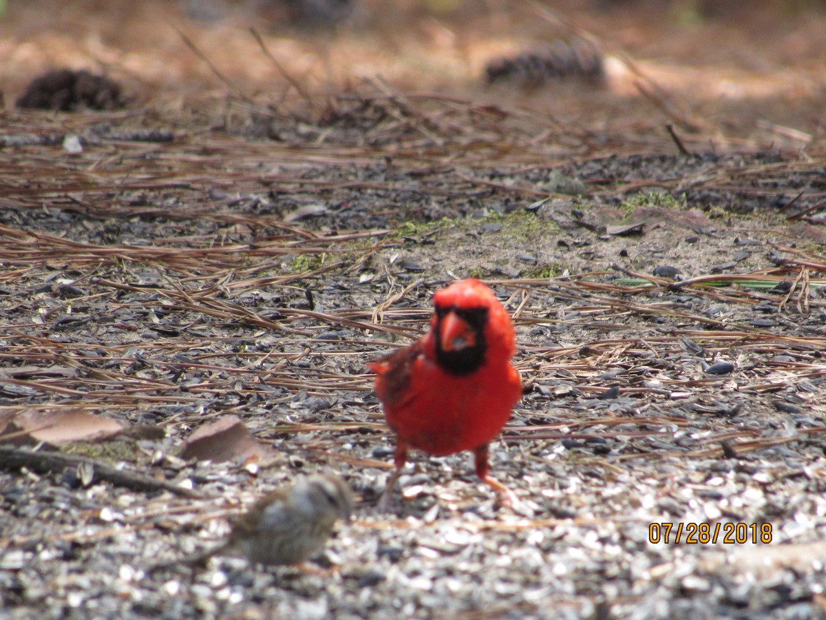 Northern Cardinal - ML109071611