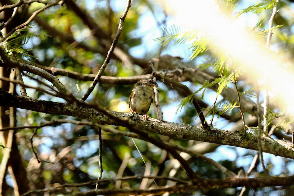 Olive Sparrow - ML109072481