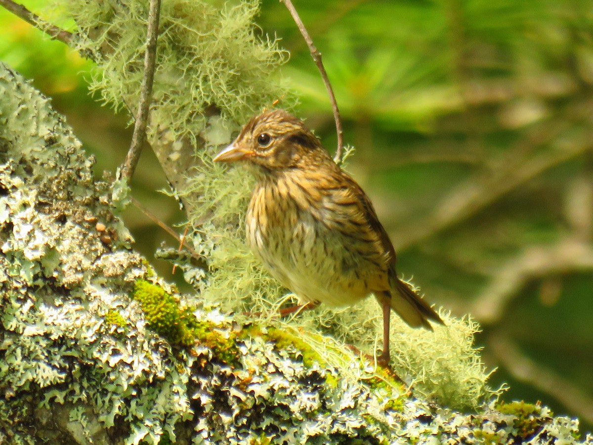 Swamp Sparrow - ML109073151