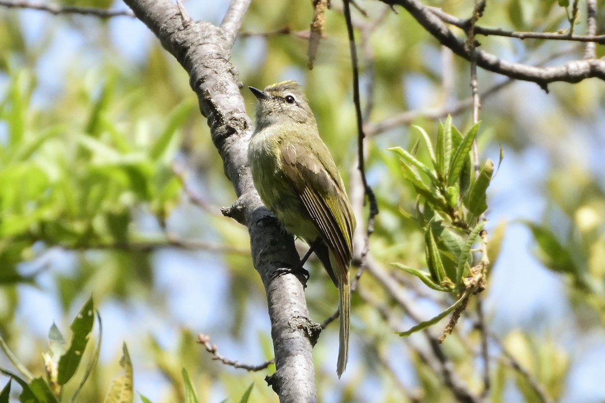 Greenish Elaenia - Ricardo Arredondo