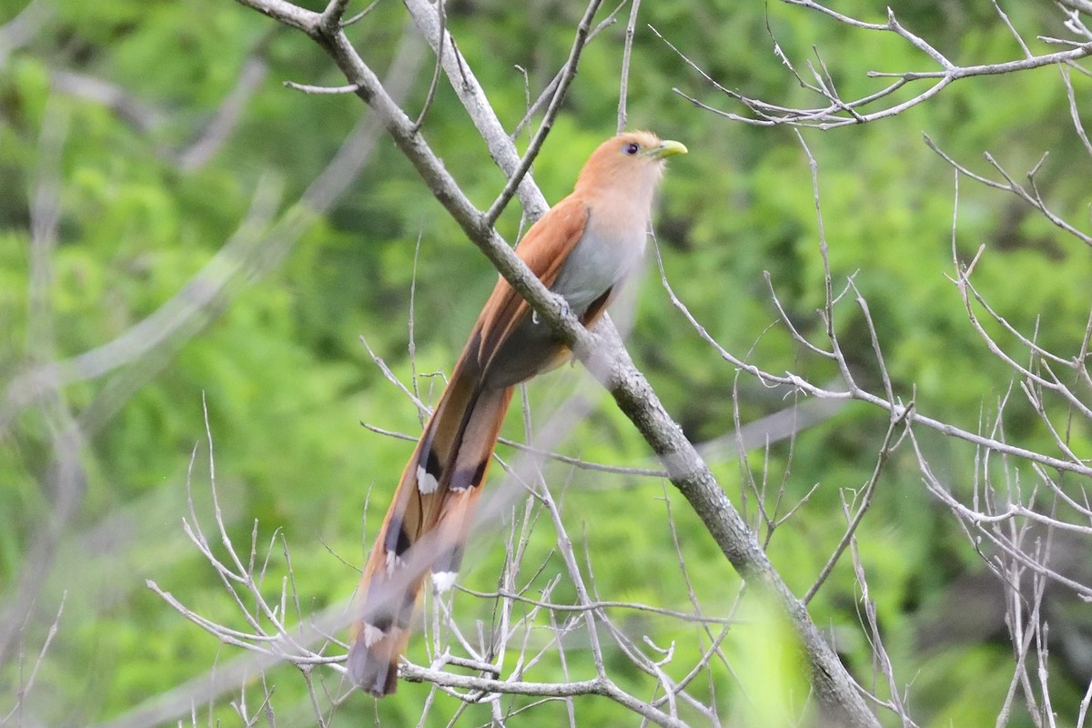 Squirrel Cuckoo - ML109075281