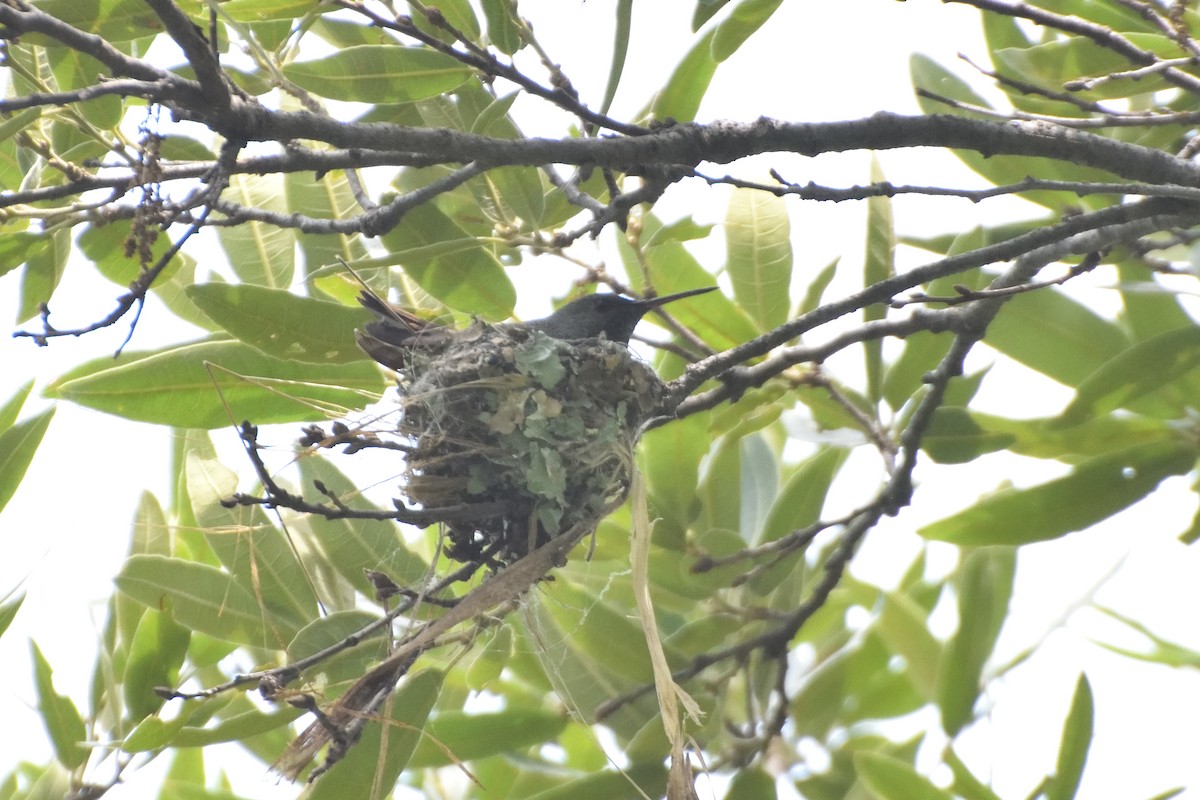 Berylline Hummingbird - ML109075381