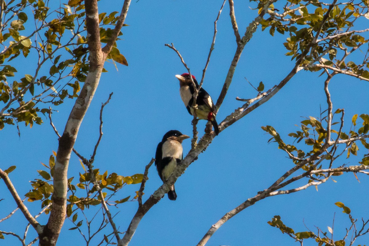 Black-girdled Barbet - ML109078091