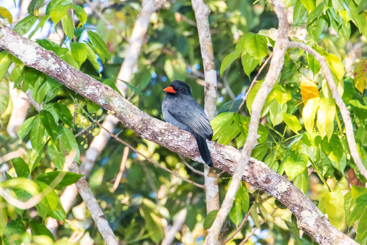 Black-fronted Nunbird - ML109078391