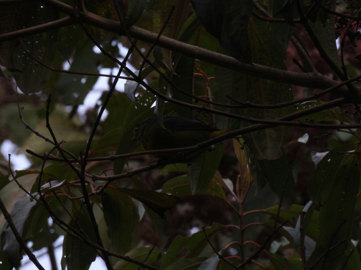 Bronze-green Euphonia - ML109082171