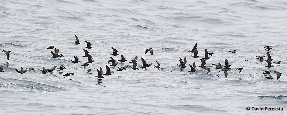 Black Storm-Petrel - David Pereksta