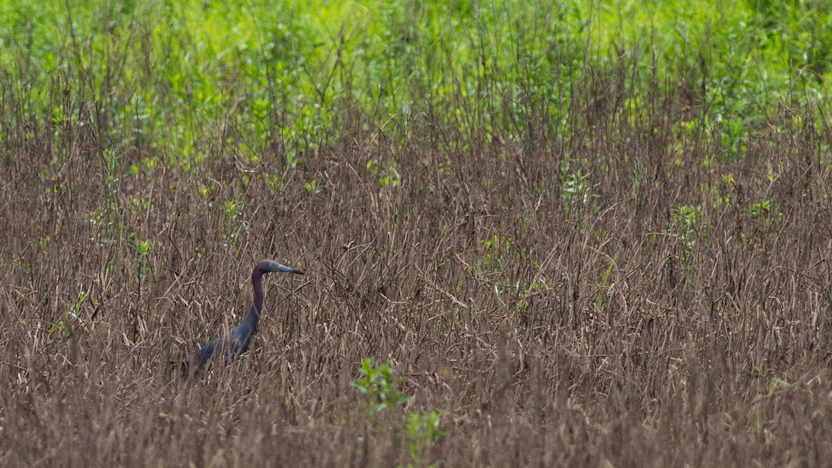 Little Blue Heron - ML109084591