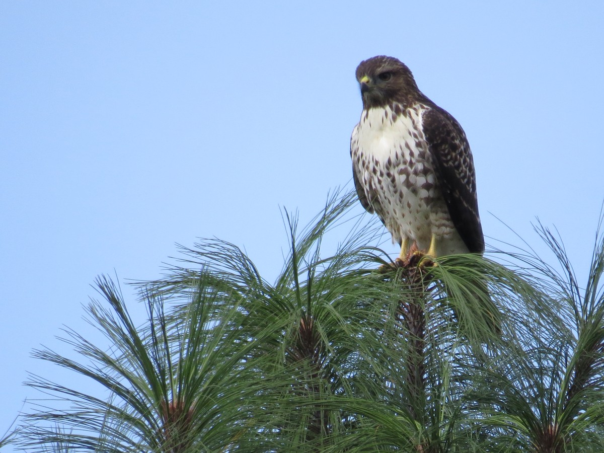 Red-tailed Hawk (kemsiesi/hadropus) - Robert Broz -GringoTours-Birding tours and more