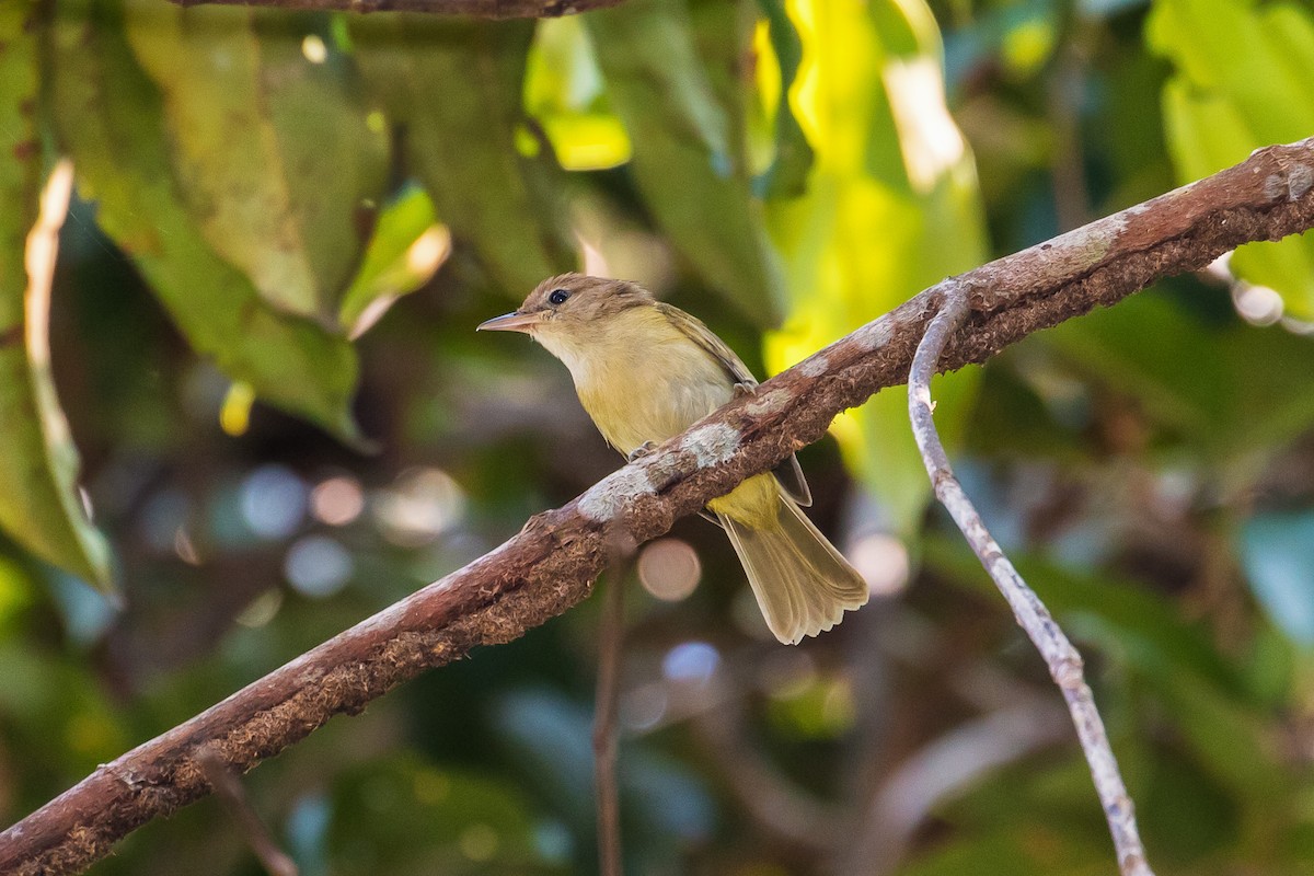 Dusky-capped Greenlet - graichen & recer