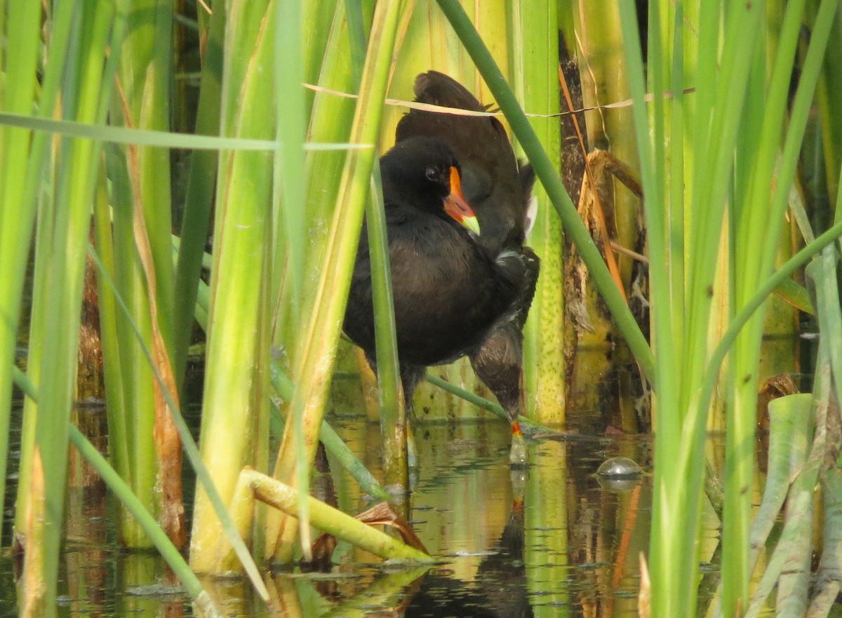 Gallinule d'Amérique - ML109085961