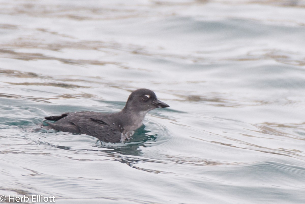 Cassin's Auklet - Herb Elliott