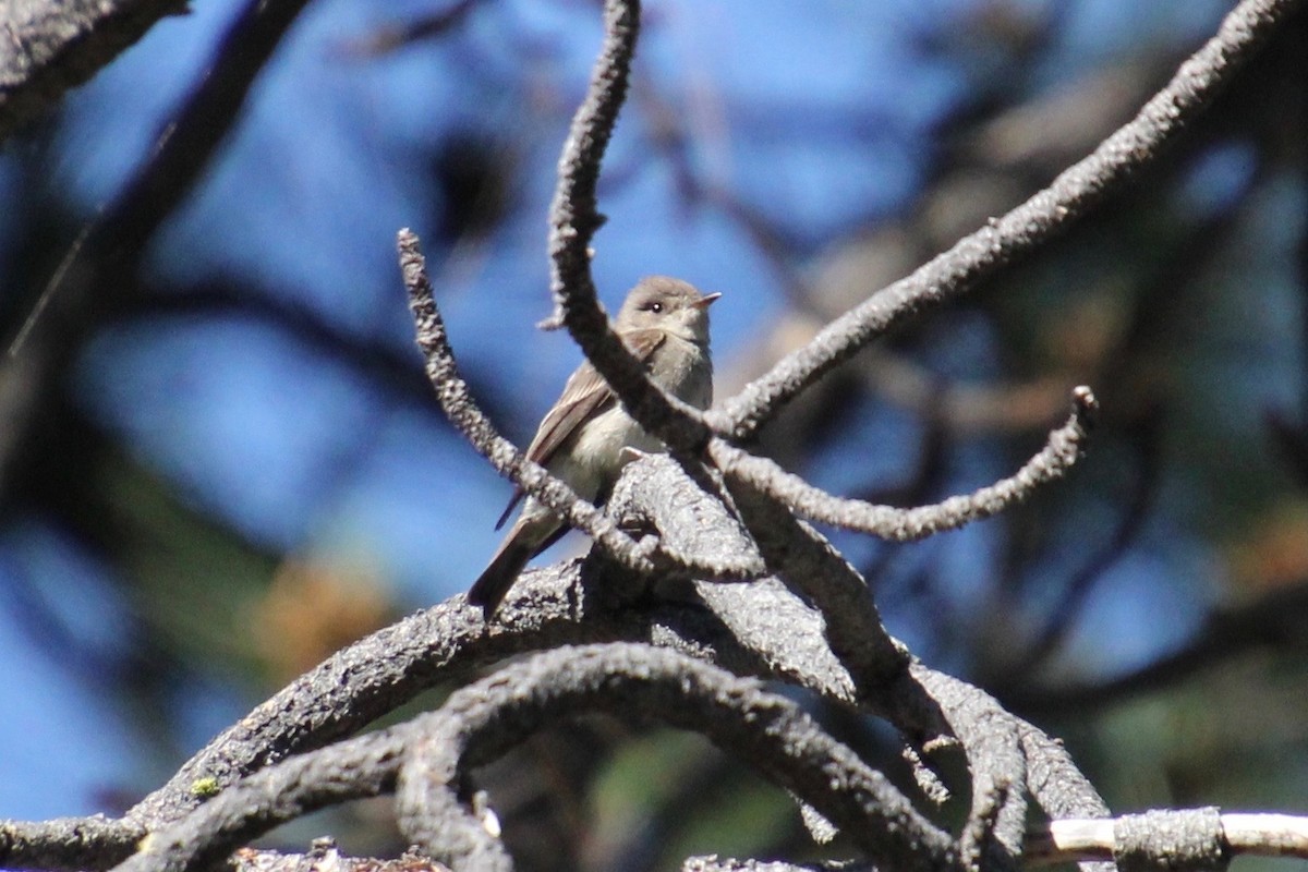 Western Wood-Pewee - ML109086231