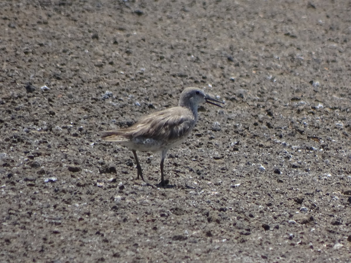 Red Knot - ML109087771