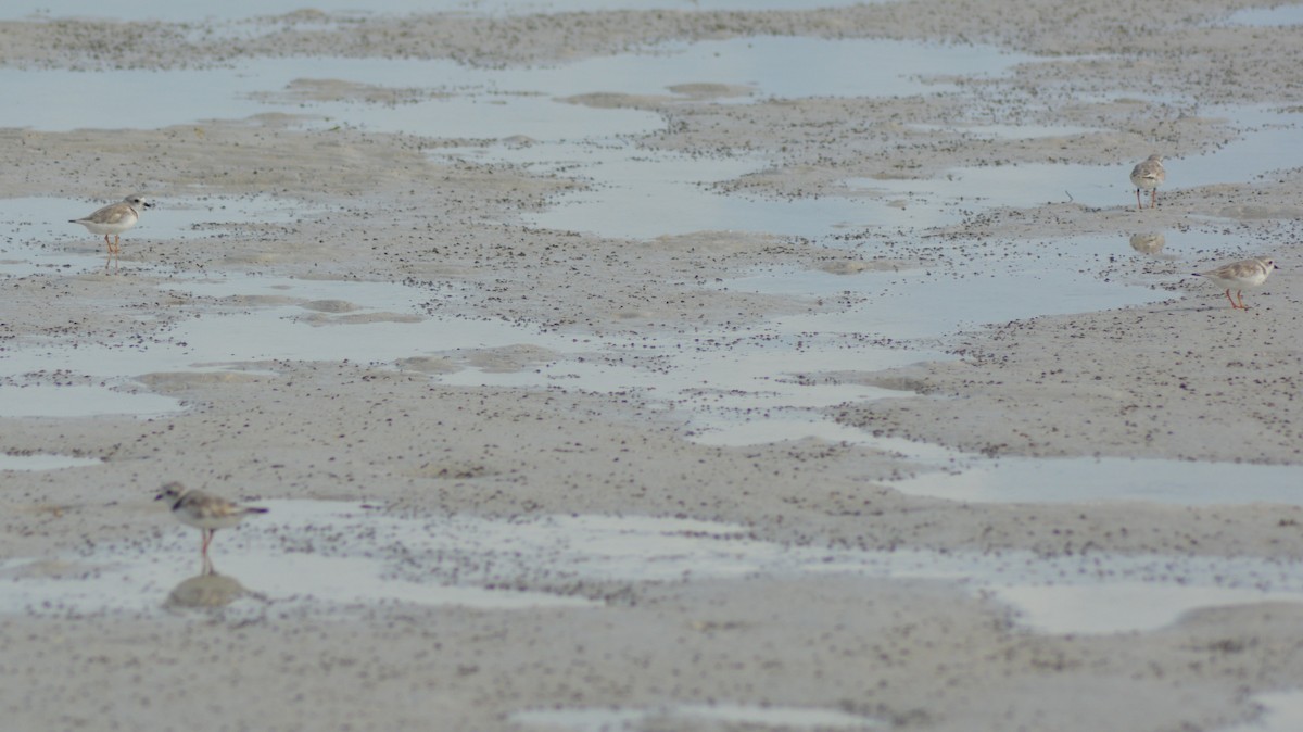 Piping Plover - ML109088111