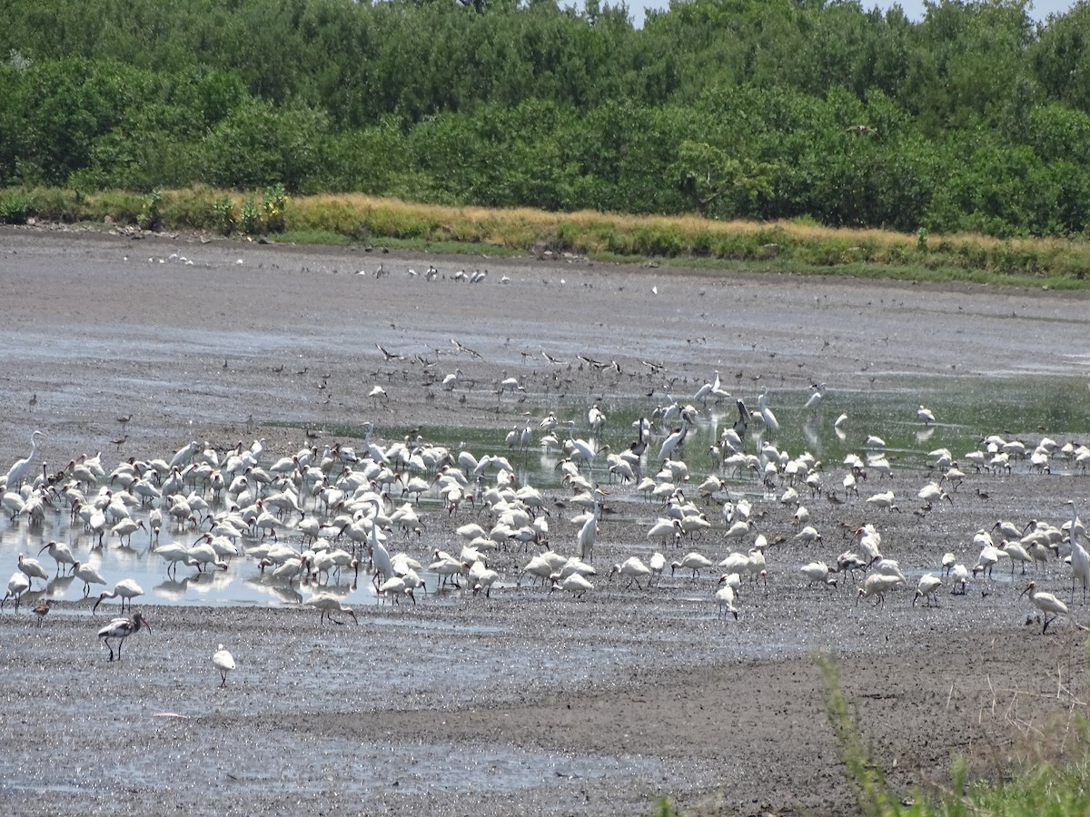 White Ibis - ML109089251