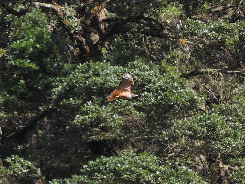 káně rudochvostá (ssp. costaricensis) - ML109090621