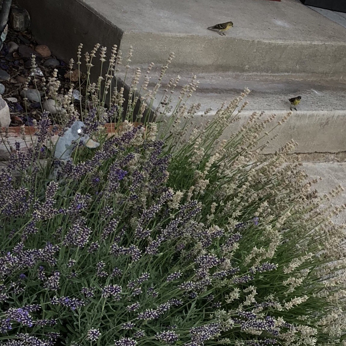 Lesser Goldfinch - ML109091551