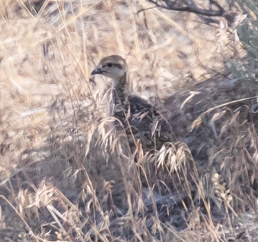 Chukar - ML109091871