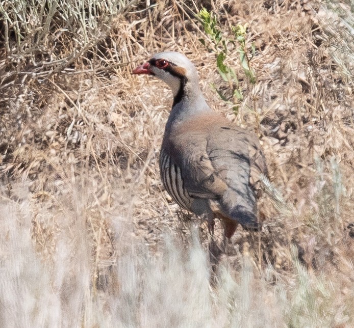 Chukar - Caroline Lambert