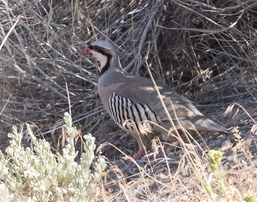 Chukar - ML109091891