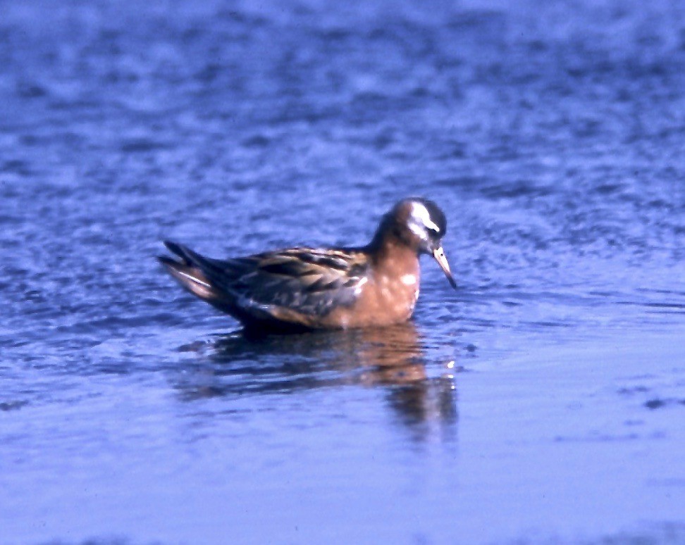 Red Phalarope - ML109093191