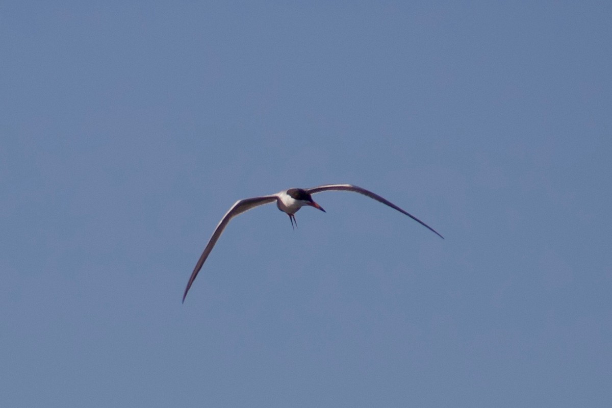 Forster's Tern - ML109096011