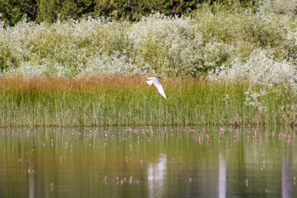 Forster's Tern - Ruth Wittersgreen