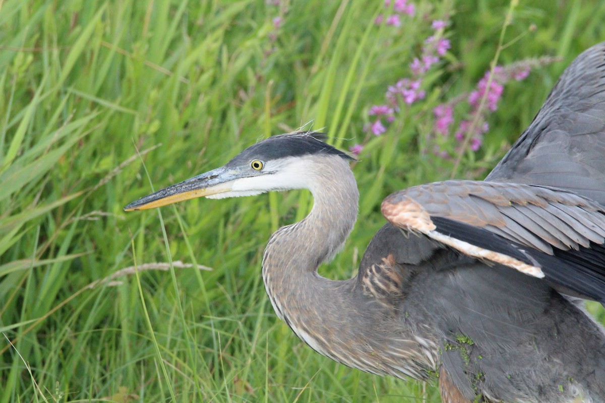 Great Blue Heron - ML109096571