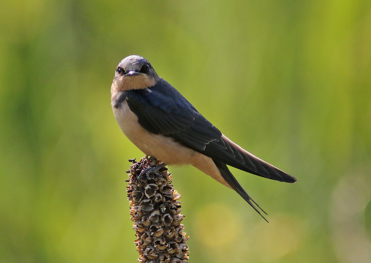 Barn Swallow - ML109096711