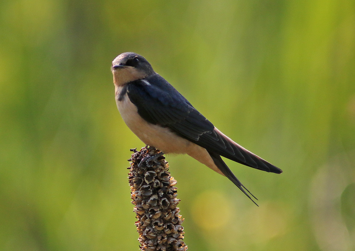 Barn Swallow - ML109096721