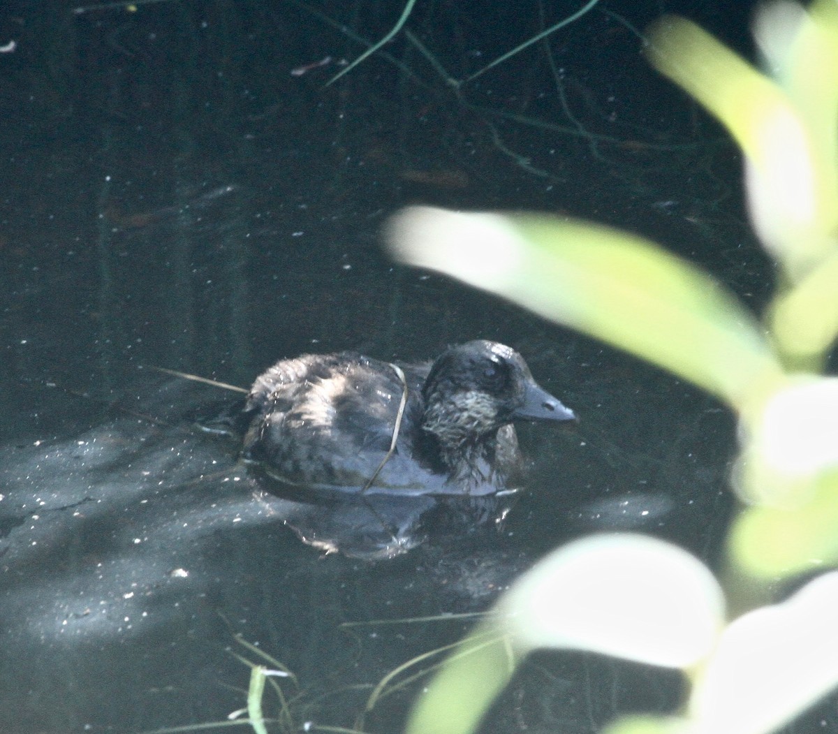 Barrow's Goldeneye - ML109097241